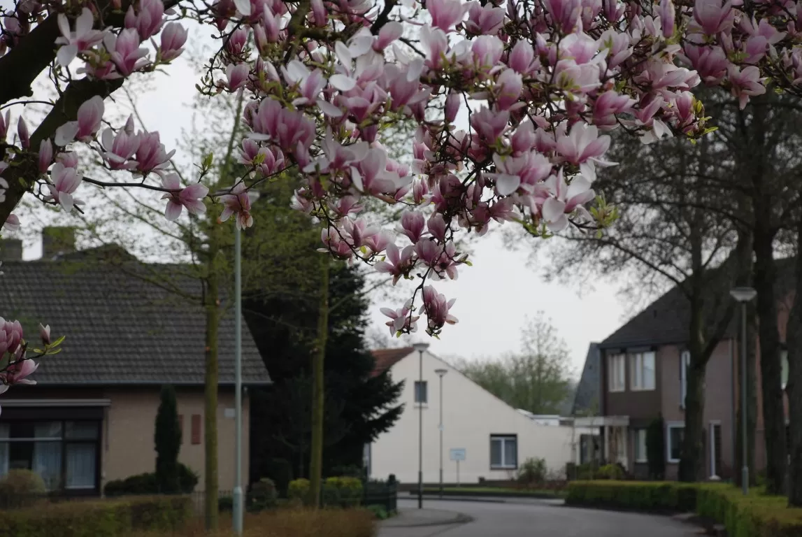 Papenbeeksche straat - Papenbeek